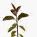 Variegated Rubber Plant