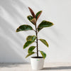 Variegated Rubber Plant