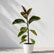 Variegated Rubber Plant