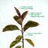 Variegated Rubber Plant