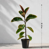 variegated rubber 