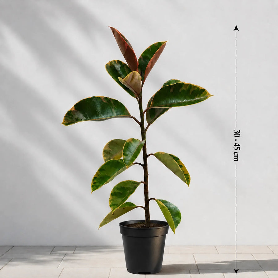 variegated rubber 