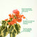 Variegated Bougainvillea