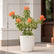 Variegated Bougainvillea
