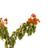 Variegated Bougainvillea