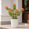 Variegated Bougainvillea