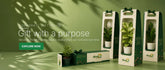 corporate gift plants
