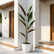Calathea Plant
