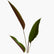 Calathea Plant