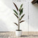 Calathea Plant