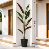 wheat calathea plant online