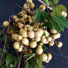 White Longan