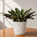 Calathea Lancifolia