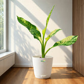 Exotic Foliage Plant