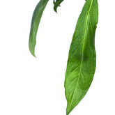 Buy anthurium pallidiflorum