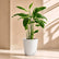 Maranta Arundinacea(Arrowroot)