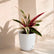 Calathea Triostar