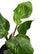 Philodendron White Knight Marble