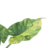 gageana aurea