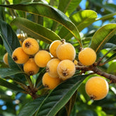 yellow jaboticaba
