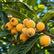 yellow jaboticaba