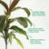 Yellow Variegated Dracaena