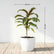 Yellow Variegated Dracaena