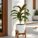 Yellow Variegated Dracaena