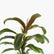 Yellow Variegated Dracaena