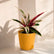 Calathea Triostar
