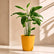 Maranta Arundinacea(Arrowroot)