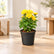 Chrysanthemum Combo (Seasonal)