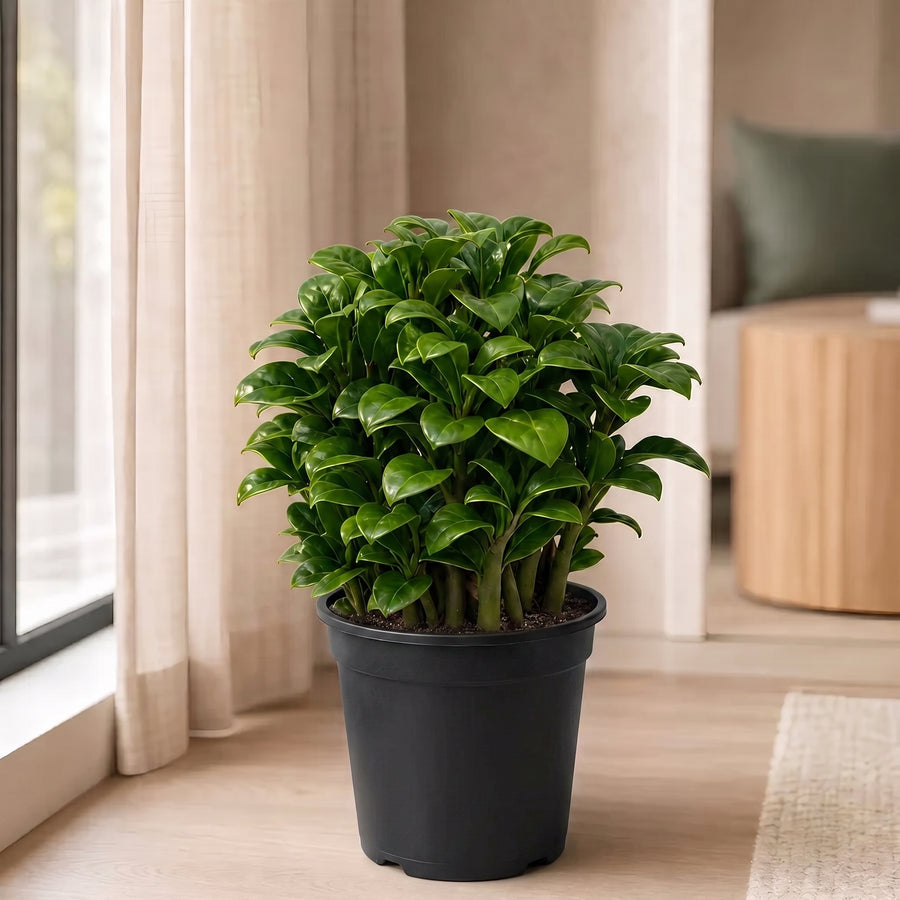 plant zz 