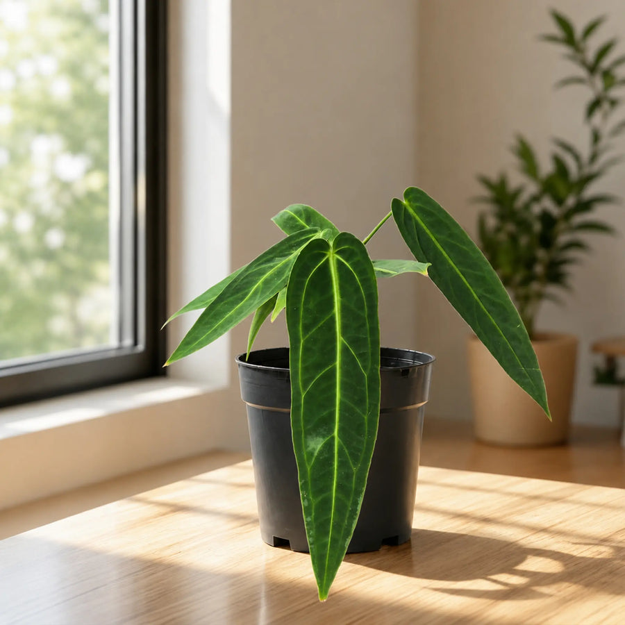 queen anthurium