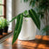 Anthurium Queen Indoor Plant