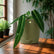Anthurium Queen Plant Online