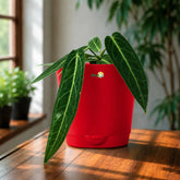 Anthurium Queen with pot