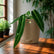 Anthurium plants