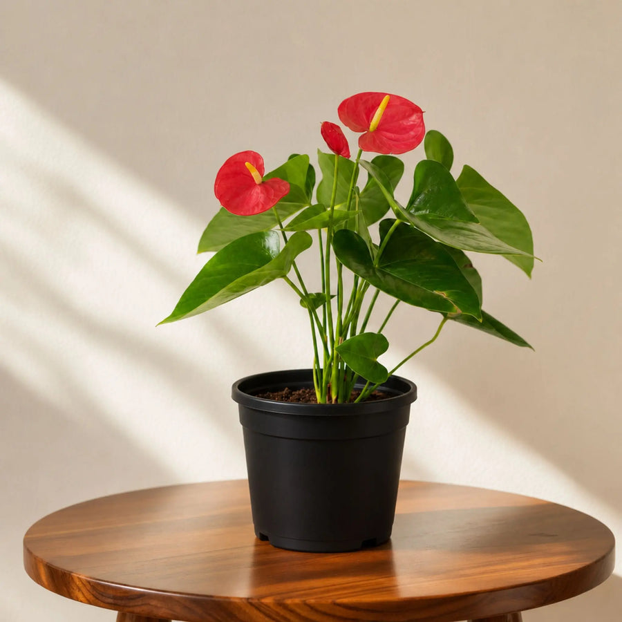 indoor plants anthurium
