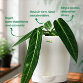anthurium queen care