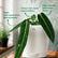 anthurium queen care