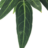anthurium queen plant