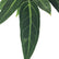 anthurium queen plant