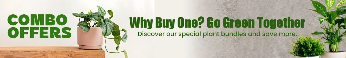 Combo Offers Banner