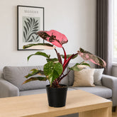 Philodendron Pink Princess Galaxy
