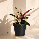 Calathea Triostar