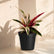 Calathea Triostar with gropot