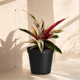 large size Calathea Triostar