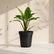 Calathea Zebrina