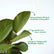 Calathea Amagris